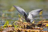 Image. Trauerseeschwalbe