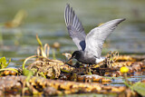 Image. Trauerseeschwalbe