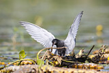 Image. Trauerseeschwalbe