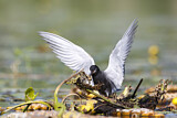 Image. Trauerseeschwalbe