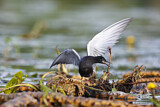 Image. Trauerseeschwalbe