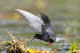 Image. Trauerseeschwalbe