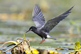 Image. Trauerseeschwalbe