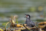 Image. Trauerseeschwalbe