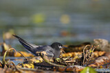 Image. Trauerseeschwalbe