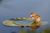 Image. Trauerseeschwalbe