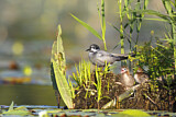 Image. Trauerseeschwalbe