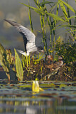 Image. Trauerseeschwalbe