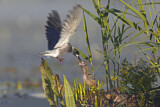Image. Trauerseeschwalbe