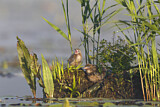 Image. Trauerseeschwalbe