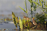 Image. Trauerseeschwalbe