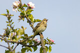 Image. Tree Pipit