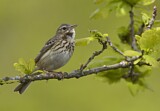Image. Tree Pipit