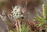 Image. Tree Pipit
