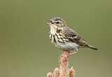 Image. Tree Pipit
