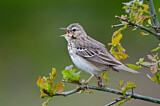 Image. Tree Pipit