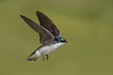 Image. Tree Swallow
