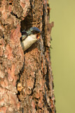 Image. Tree Swallow