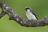Image. Tree Swallow