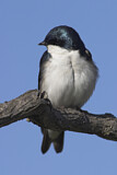 Image. Tree Swallow