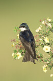 Image. Tree Swallow