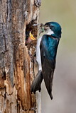 Image. Tree Swallow
