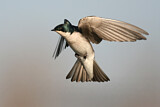 Image. Tree Swallow