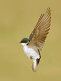 Image. Tree Swallow