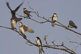 Image. Tree Swallow