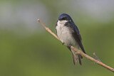 Image. Tree Swallow