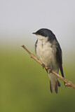 Image. Tree Swallow