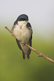 Image. Tree Swallow