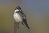 Image. Tree Swallow