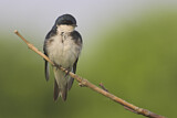 Image. Tree Swallow