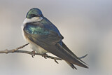 Image. Tree Swallow