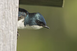 Image. Tree Swallow
