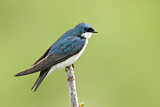 Image. Tree Swallow