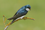 Image. Tree Swallow