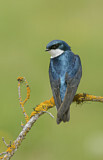 Image. Tree Swallow