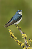 Image. Tree Swallow