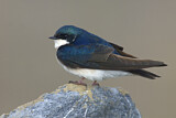 Image. Tree Swallow