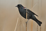 Image. Tricolored Blackbird