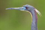 Image. Tricolored Heron