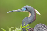 Image. Tricolored Heron
