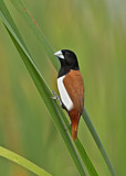 Image. Tricolored Munia