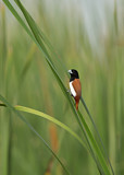 Image. Tricolored Munia