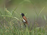 Image. Tricolored Munia
