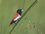 Image. Tricolored Munia