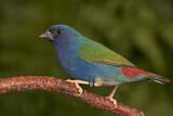 Image. Tricolored Parrotfinch