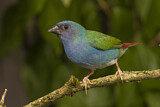 Image. Tricolored Parrotfinch